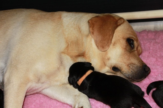 Des Jardins d'Eloïse - Naissance de 9 chiots  le 30 Juin 2015